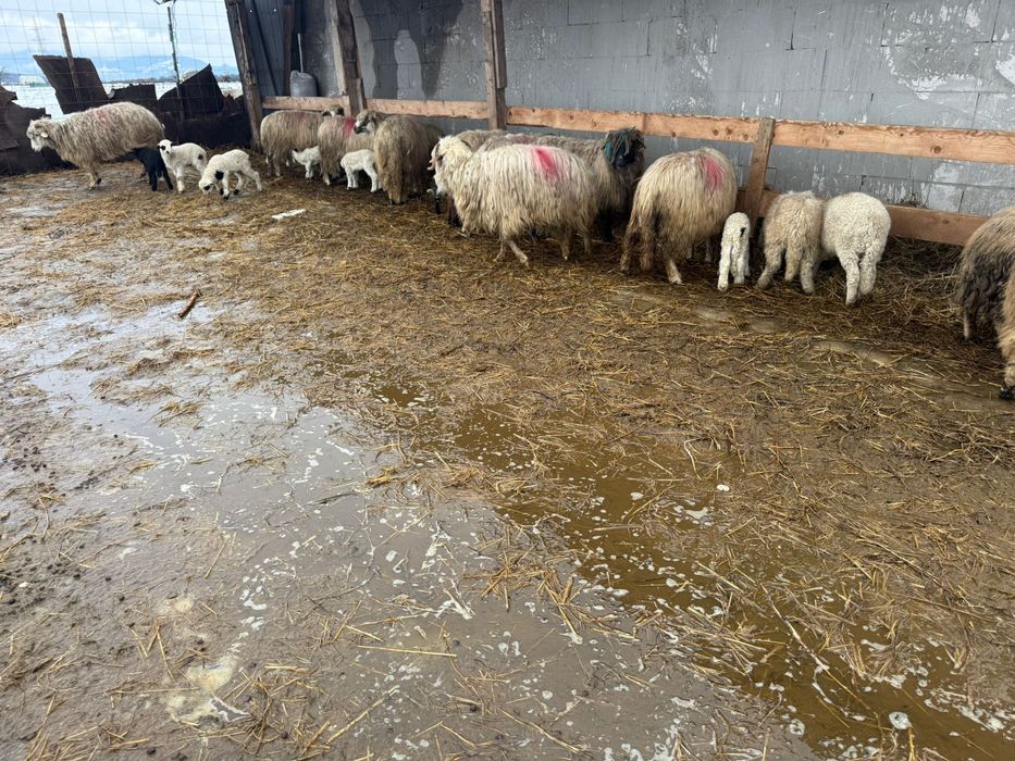 Ou cu mieluțe de vanzare!