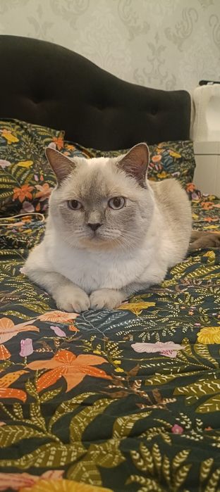 Ofer spre adopție un  motan adult, blând – Yeti (3,5 ani)