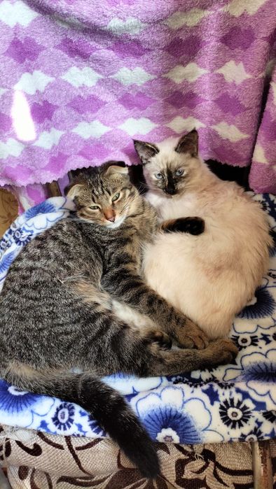 Отдам котенка мальчик