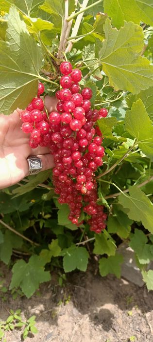 Продам саженцы ягод