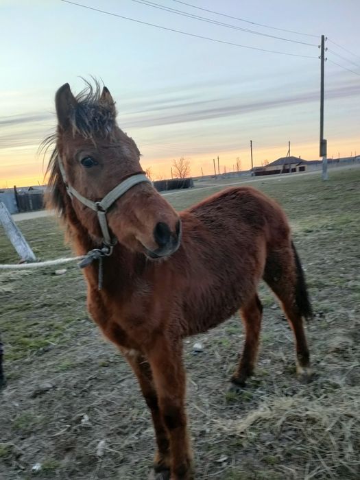 Продам жеребчика тай