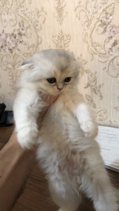 Успейте купить котят, осталось 3.
