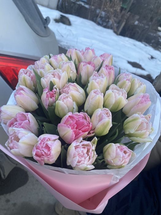 Тюльпаны оптом более 25 видов