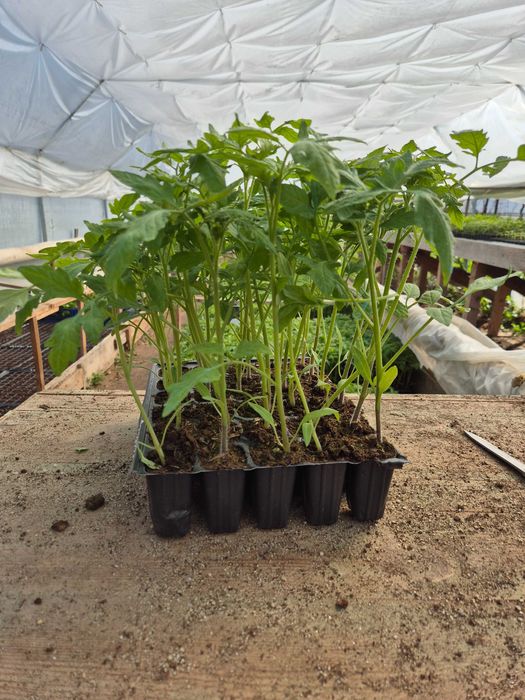 Vand rasaduri de calitate