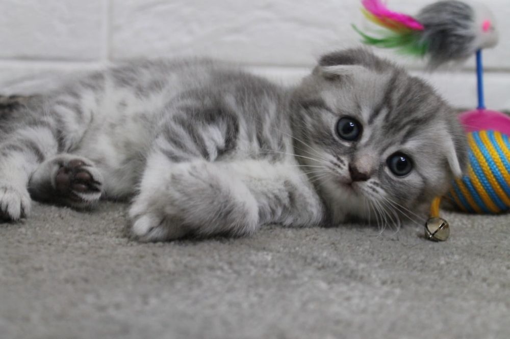 Очаровательные Вислоухие Котята Скоттиш Фолд