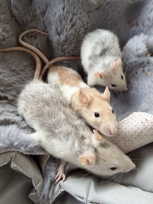 Vand șobolani de companie