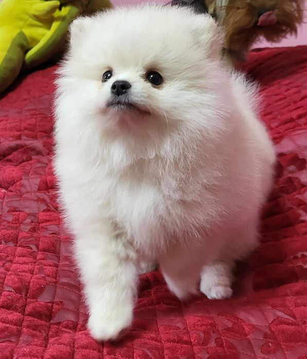 Продам щенков цверг шпица