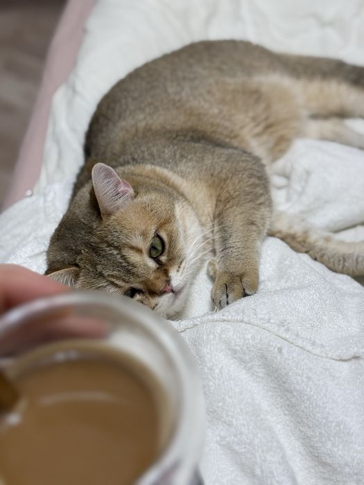 Продается кот золотистая шиншилла