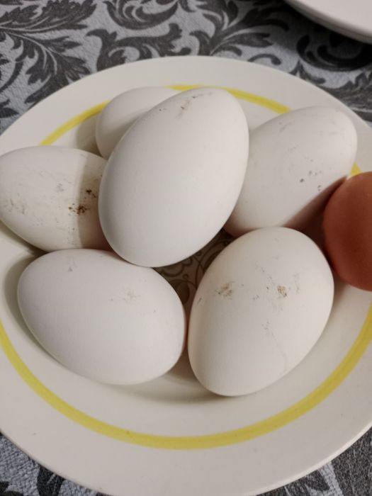 Яйца Гусей свежие