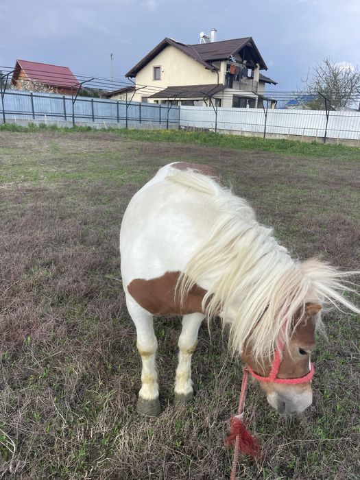 Ponei armasar monte