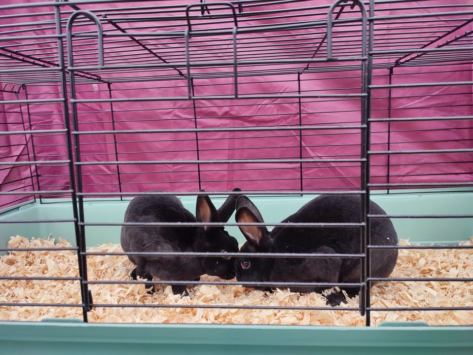 Iepuri rex castor și negru