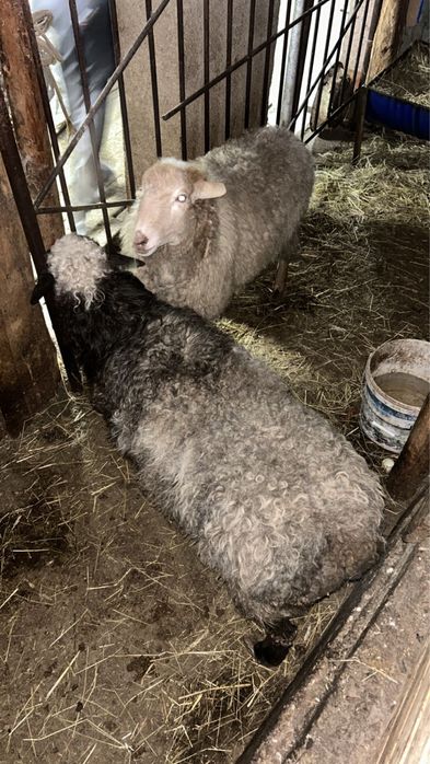 Продаются овцы беременные