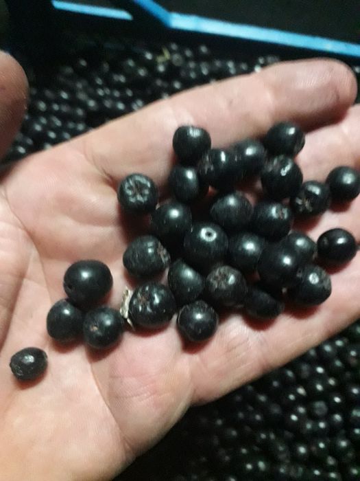 Aronia fructe naturala