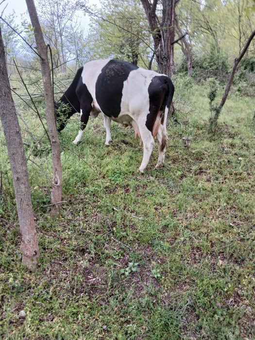 Vând vaca  foarte buna de lapte
