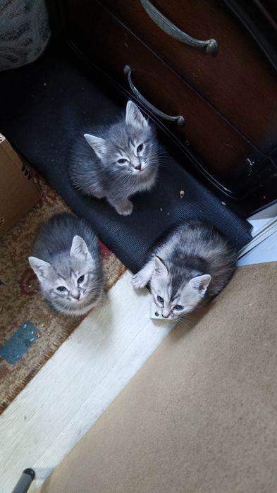 Отдам котят в хорошие руки