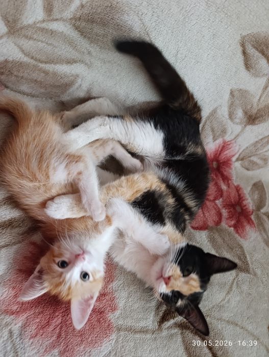 Котенок рыженький , 2 месяца