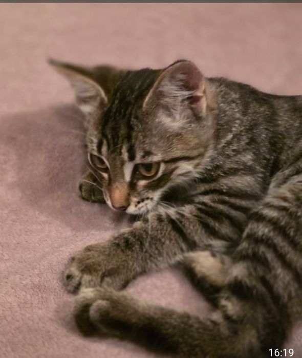 Котёнок срочно ищет дом!!!