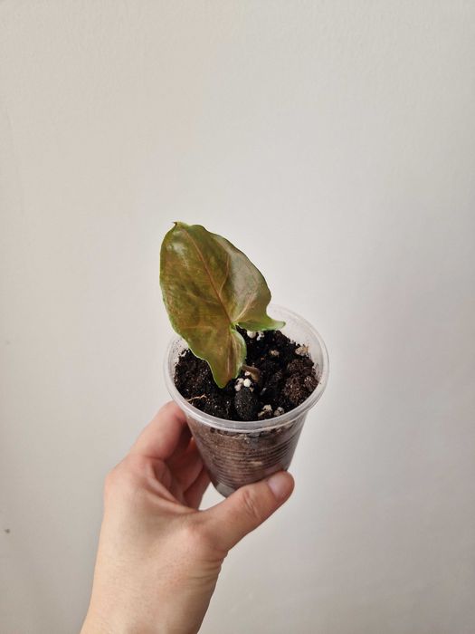 Сингониум черенки