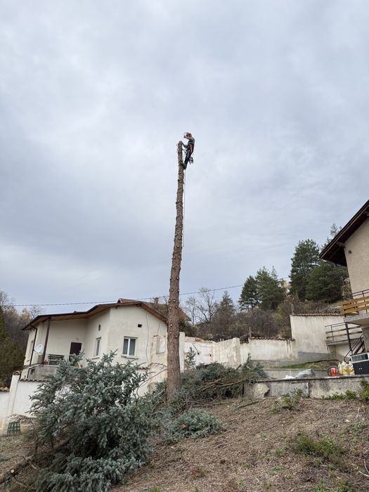Рязане на опасни дървета в половин България  / Арборист / Arborist