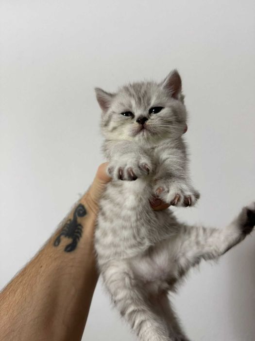 British shorthair tabby