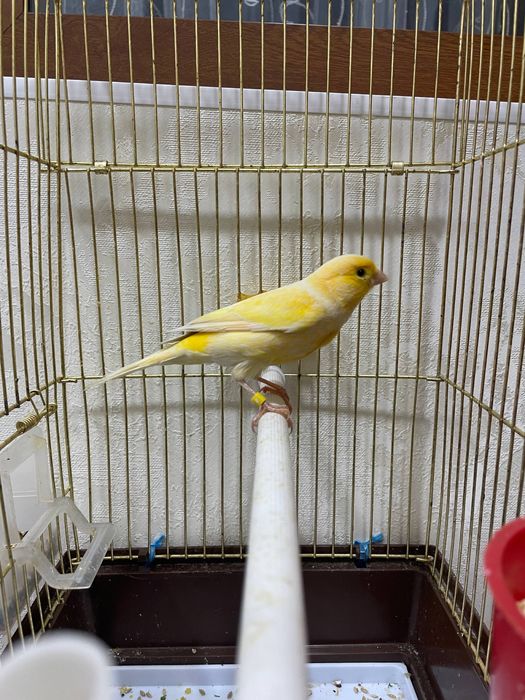 Kareyka Nar 1.5 yosh yariy