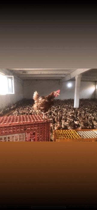 Puicuțe pentru ouat