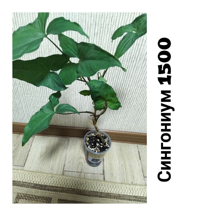 Цветы комнатные не дорого