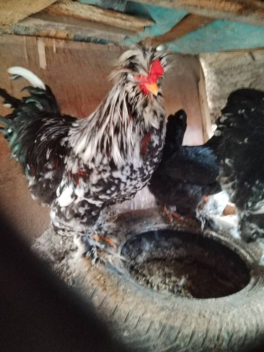 Струмски  петли.