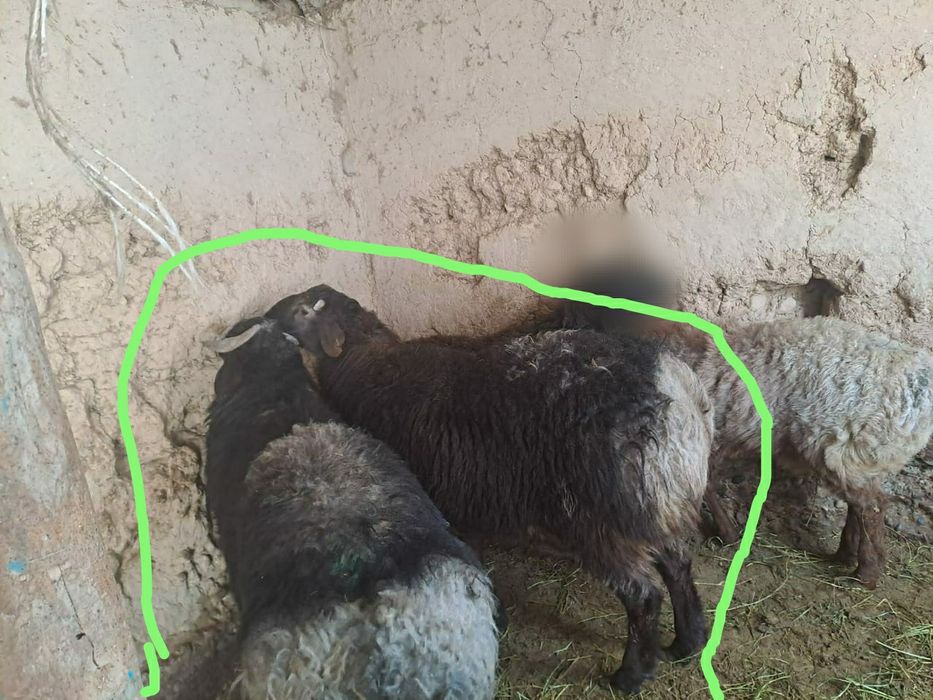 Баран пройзводитель- қошқар