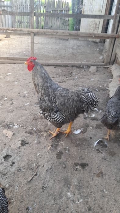 Vhnd 2 gaini si un cocos roc barat cocosu 200 lei si gaina 150 lei