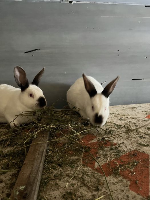 Vand iepuri californieni