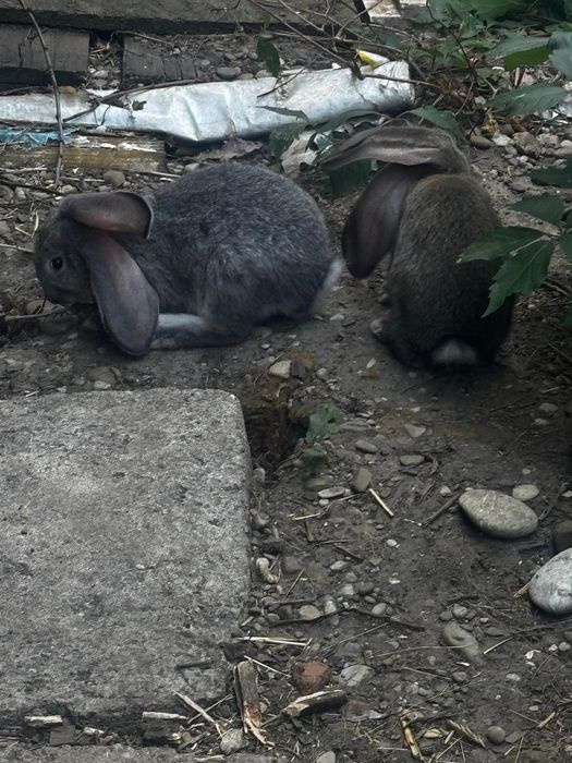 Pui UG de vânzare