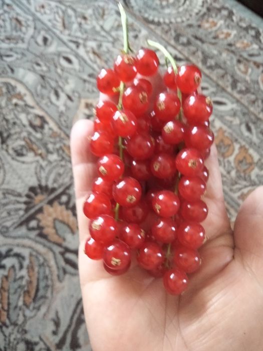 Саженцы красной смородины