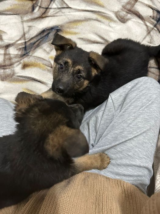 Щенки немецкой овчарки