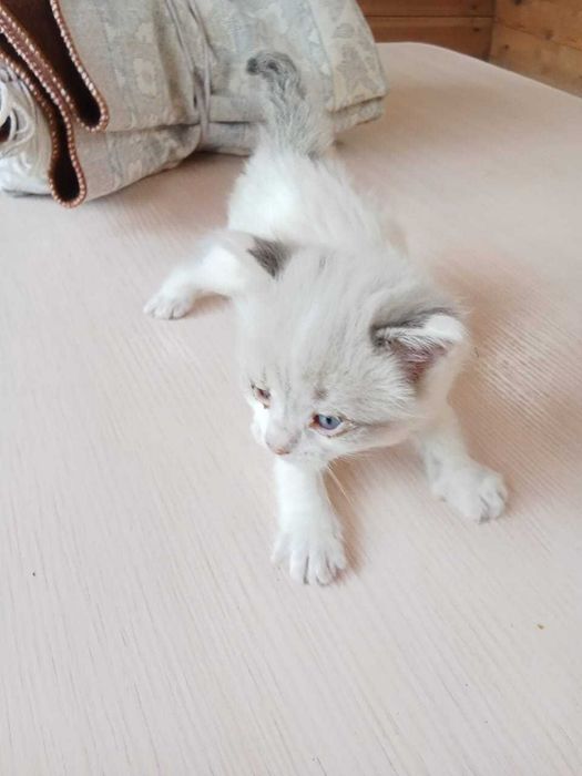 Отдам 3 котёнка в добрые руки