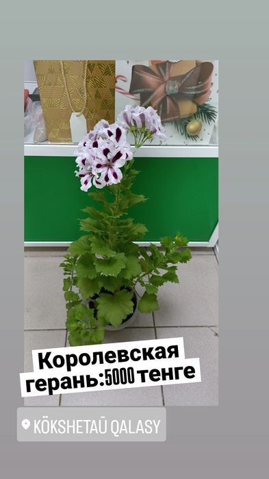 Королевская герань:5000 тенге