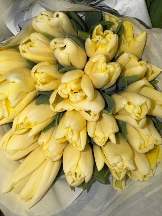 Голладнские тюльпаны оптом