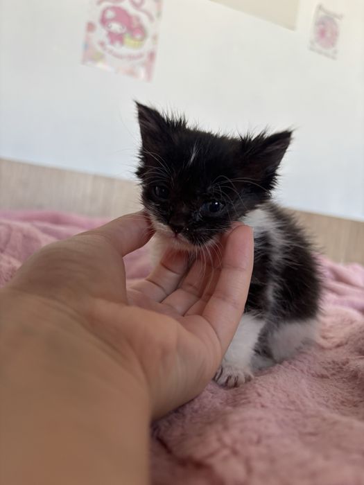 Отдам маленьких котят