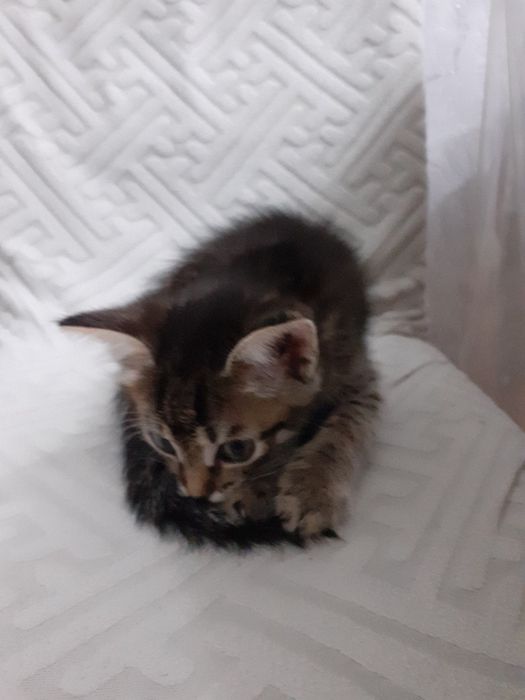 Котёнок-ДЕВОЧКА 1.5 месяца