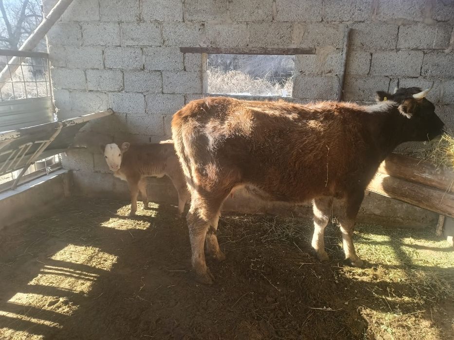 Корова с телёнком