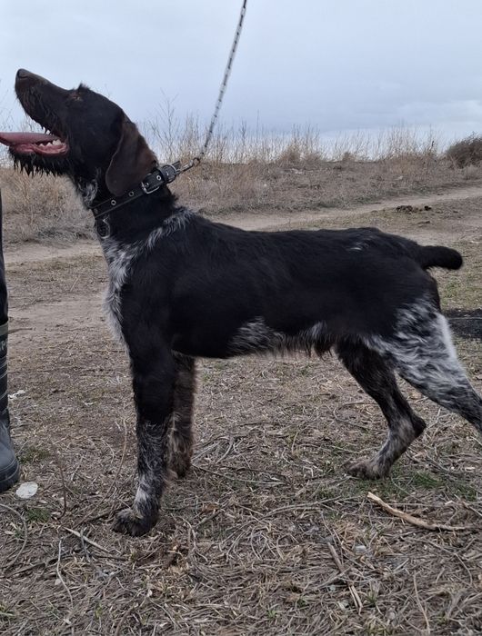 Продам Дратхаар кобеля