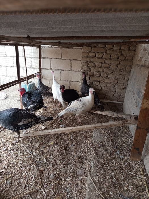 Куркалар сотилади