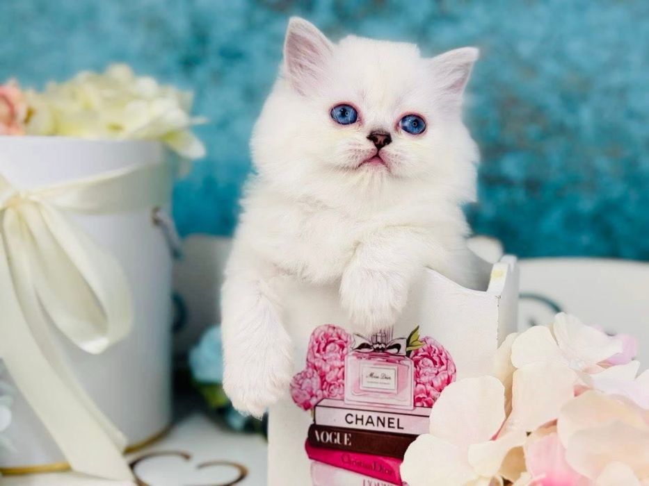 British puiut mascul