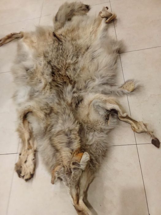 Продам чучело волка