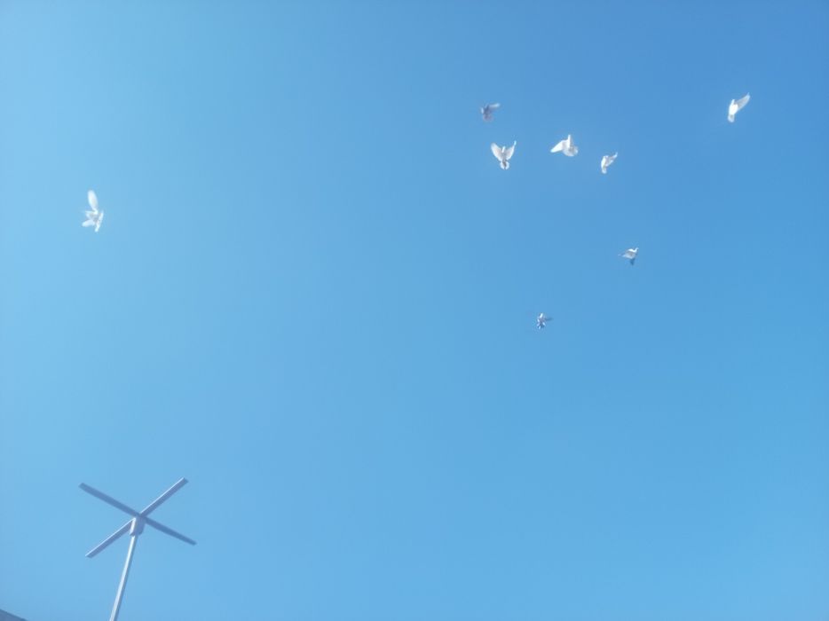 Хар хил тури бор андижаниске бухарески навойиски нурото пупилли кабу