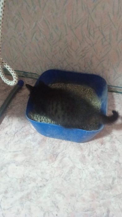 Котёнок, два месяца.