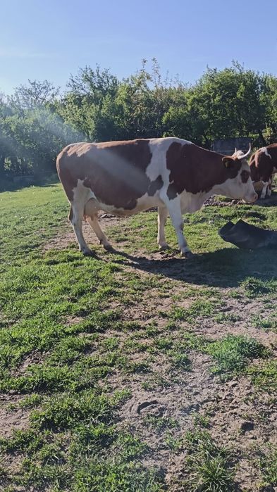 Vaca de vanzare buna de lapte