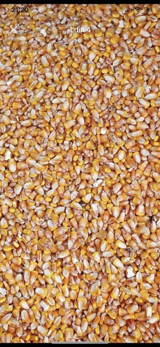 Porumb soi Dekalb si grau Glosa