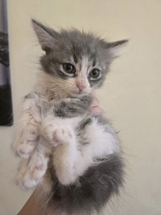 Котята в добрые руки!