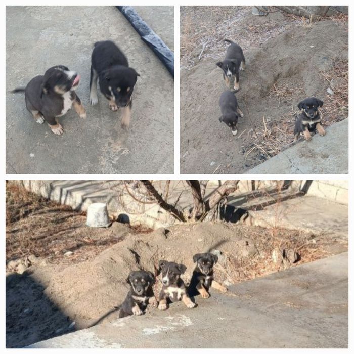 Отдам щенят бесплатно